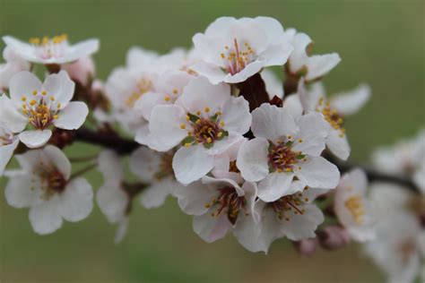 Plum Tree White Flowers by Gamerlunalicious on DeviantArt