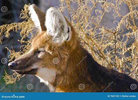 Maned fox stock photo. Image of wildlife, bolivia, brazil - 7601182