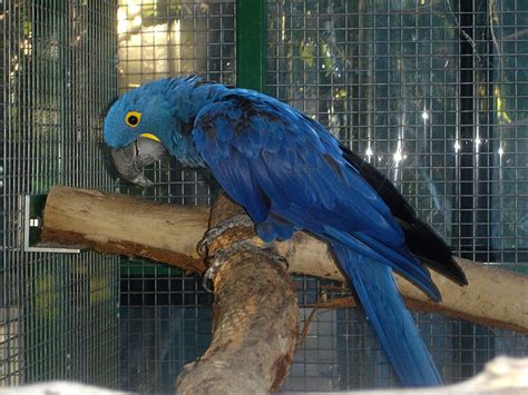 South American Parrots Free Photo Download | FreeImages