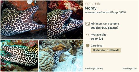 Moray · Muraena melanotis · Reeflings Library