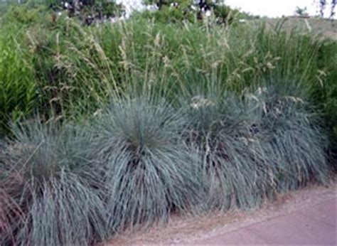 Blue Oat Grass, Helictotrichon sempervirens – Wisconsin Horticulture