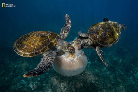 National Geographic Nature Photographer of the Year 2016 contest winners