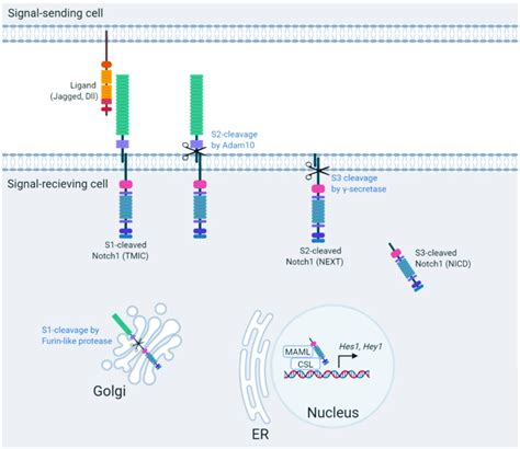 The Notch signaling pathway. Notch signaling requires ligand binding ...