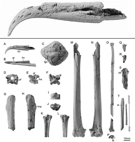 Species New to Science: [PaleoOrnithology • 2023] Plotornis archaeonautes • Stem Albatrosses ...