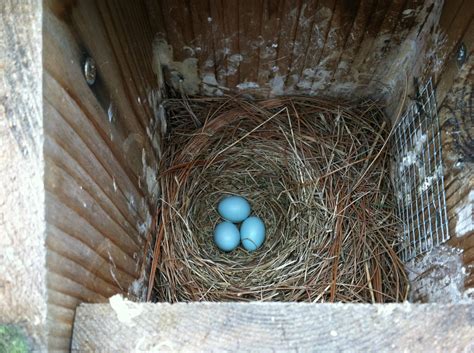 Eastern Bluebird Eggs! 2nd batch in the same box this year. : pics