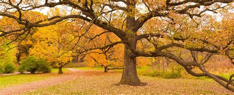 Rare Breed of Ancient Trees With Incredible Lifespans Help Keep Their ...