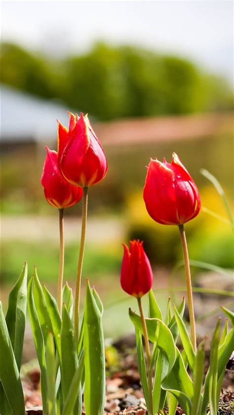 Tulip Fields of Netherlands iPhone Wallpapers Free Download