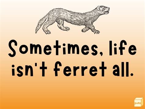 30+ Hilarious Ferret Puns to Make You Laugh - Box of Puns