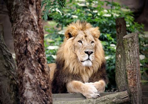 Buy London Zoo Tickets & Skip The Line | Golden Tours