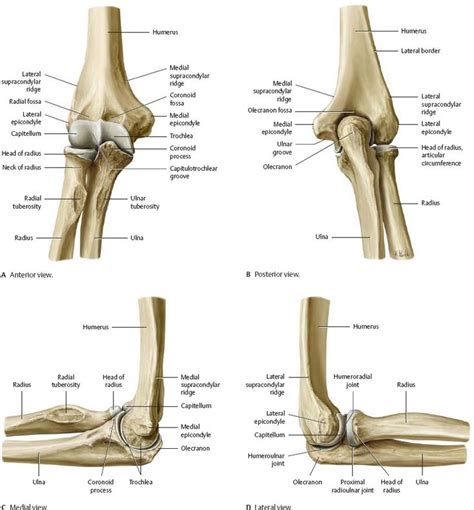 Elbow bone different side view in detail - www.anatomynote.com | Human ...