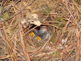 Audubon South Carolina: Carolina Wren Nest