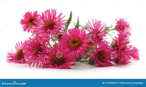 Bouquet Of Pink Chrysanthemums. Stock Photo - Image of natural ...