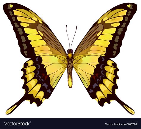 Isolated yellow butterfly Royalty Free Vector Image