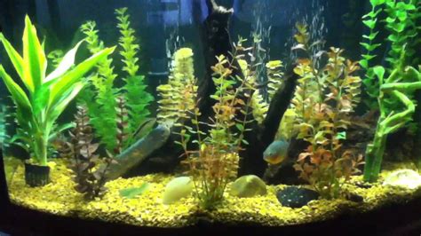 Red Belly Piranha tank with dual filtration - YouTube