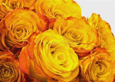 Pink and yellow roses stock photo. Image of bouquet, bouquets - 14425082