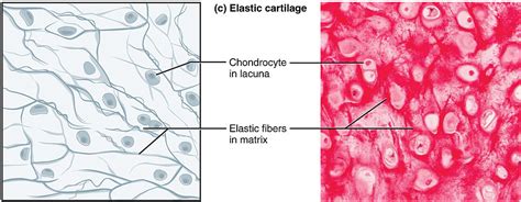 Structure And Types Of Cartilage Hyaline Elastic Fibrocartilage ...