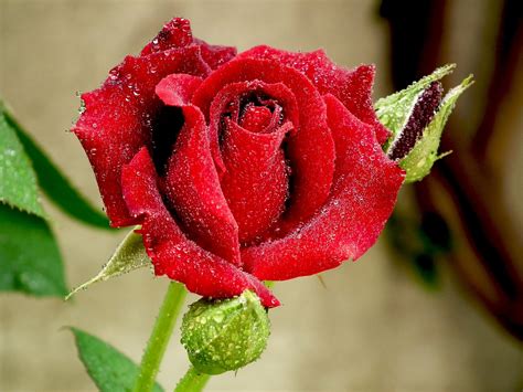 rose, Bud, Drops, Dew, Close up Wallpapers HD / Desktop and Mobile Backgrounds