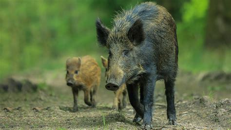 Wild Boar (Sus scrofa) - British Mammals - Woodland Trust