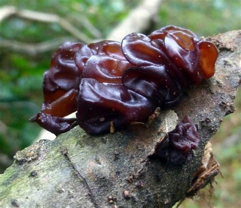 Jelly fungus - Alchetron, The Free Social Encyclopedia