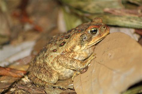 Cane Toad (Bufo marinus) | Cane Toad (Bufo marinus), Mount B… | Flickr