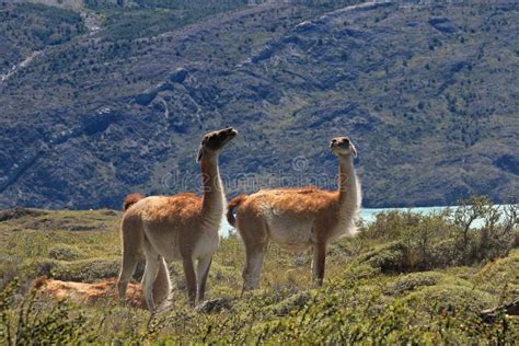 Male Guanacos Fighting, Patagonia, Chile Stock Image - Image of paine ...