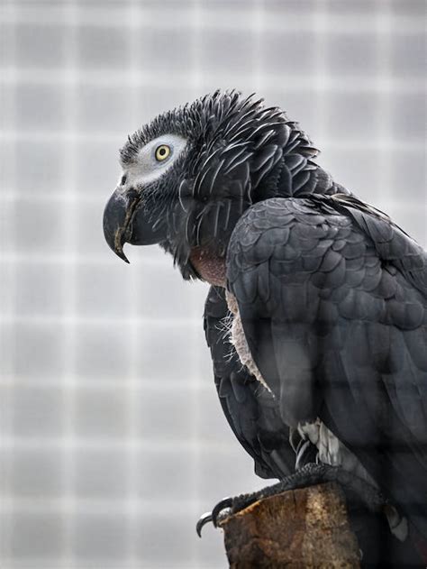 Close up of Grey Parrot · Free Stock Photo