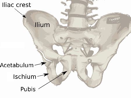 Flat Bones | Definition, Examples & Structure | Study.com