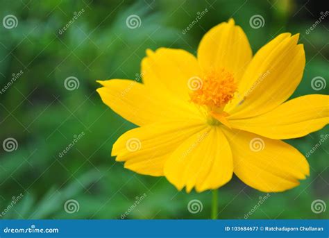 Lovely Yellow Cosmos Flower Stock Image - Image of gardens, jogging: 103684677