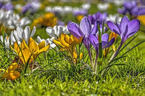 Yellow, White And Purple Crocuses Close-up Stock Image - Image of bokeh, netherlands: 111790451