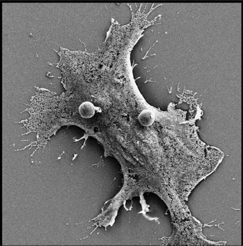 Scanning electron micrograph of a macrophage interacting with synthetic... | Download Scientific ...