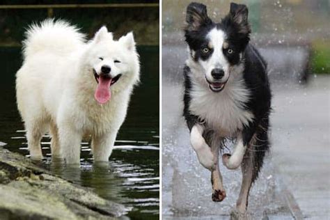 Border Collie Samoyed Mix: Is It the Right Dog for You? | Fluffy Dog Breeds