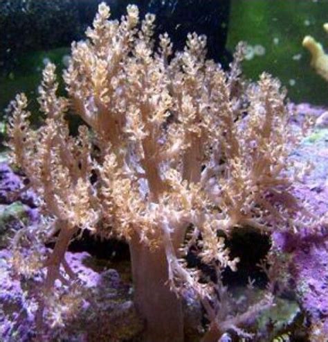 Kenya tree coral | Animales marinos, Animales, Marina