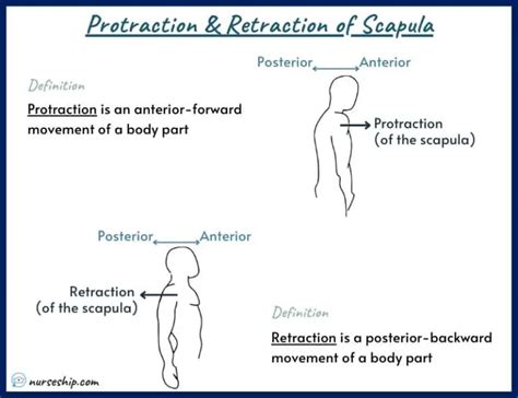 20 Different Types of Anatomical Body Movements |Examples |Illustrations - Nurseship.com