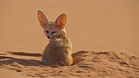 How Fast Can A Fennec Fox Run?