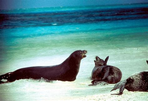 Mediterranean Monk Seal – "OCEAN TREASURES" Memorial Library