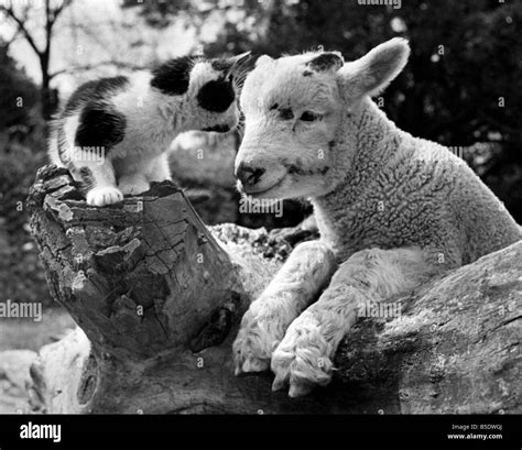 Animals, kitten and lamb at Chessington Zoo. September 1948 P000748 Stock Photo - Alamy