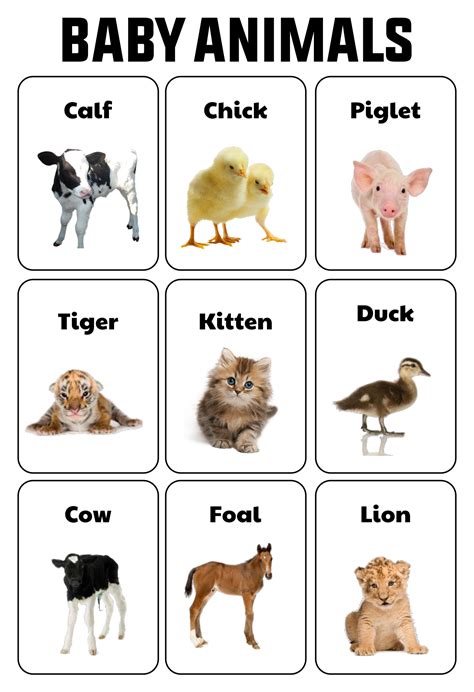 Animal Flash Cards Printable