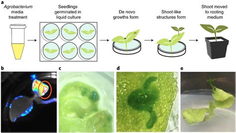 Plant Science Research Weekly: December 27 | Plantae