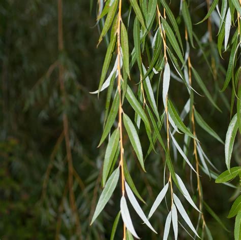 Willow Bark Extract > Botanical Extracts - Water-Soluble > The Herbarie at Stoney Hill Farm, Inc.