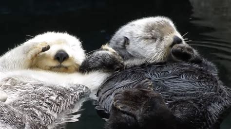 Do otters hold hands? - Animal-Club.co.uk