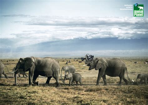 Animal Planet Authentic Wildlife Documentaries - Postkiwi