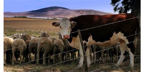 Cattle and sheep together a good thing | Morning Ag Clips