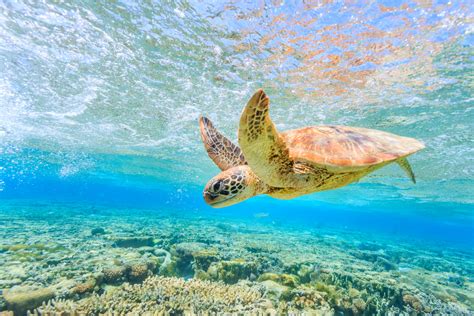 Best Places To See Turtles On The Great Barrier Reef Near Cairns ...