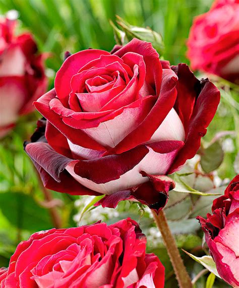 Gardening Tips: Break the Challenge of Growing Osiria Rose - GetRather.com