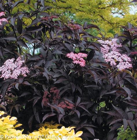 Black Beauty® Elderberry | Plant Addicts