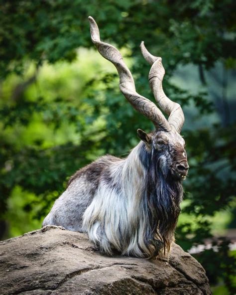 Discovery on Instagram: ““The Markhor is species of wild goat that is native to Central Asia ...