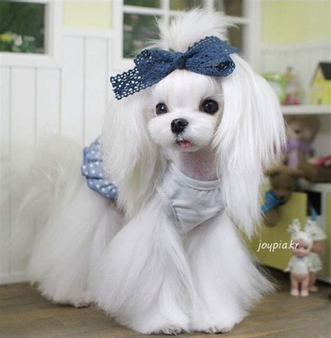 Teddy Bear Maltese Haircuts – KeepingDog