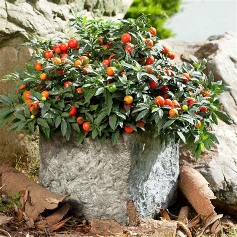 Seeds Jerusalem Cherry, Madeira Winter Cherry | Cherry seeds, Winter plants, Seeds