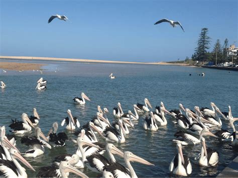 Pelican Feeding | NSW Holidays & Accommodation, Things to Do ...