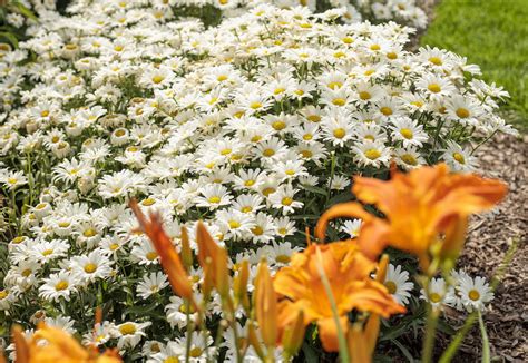 Shasta Daisy Care | Plant Addicts